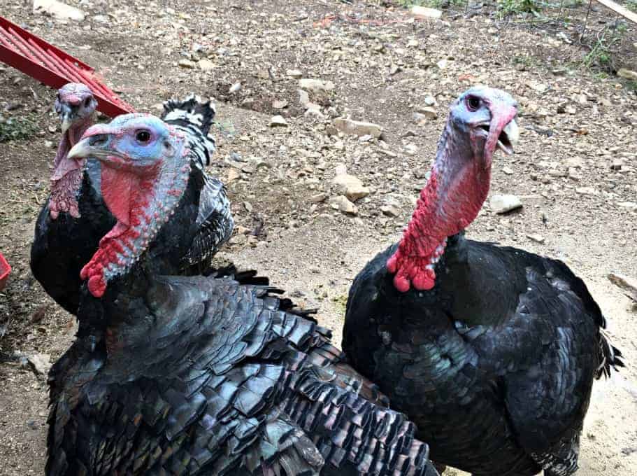 Turkeys in dirt yard area.