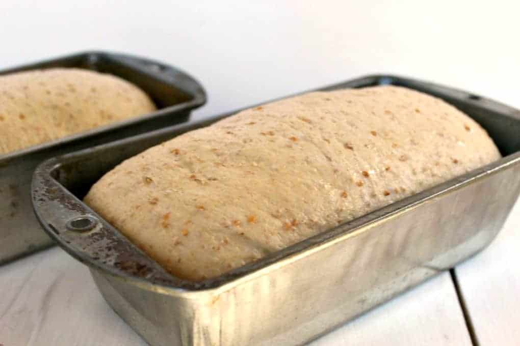 Bread dough rising in a metal bread pan.