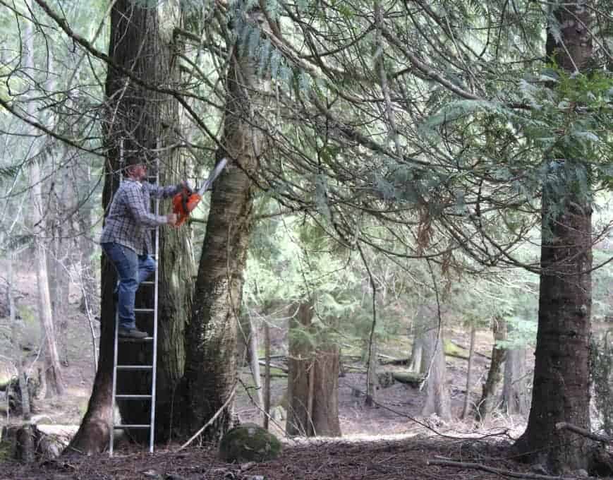 Pruning Trees