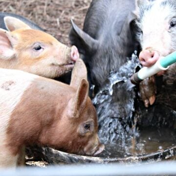 Baby pigs drinking water from a hose.