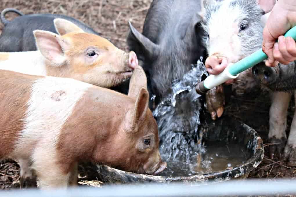 Baby pigs drinking water