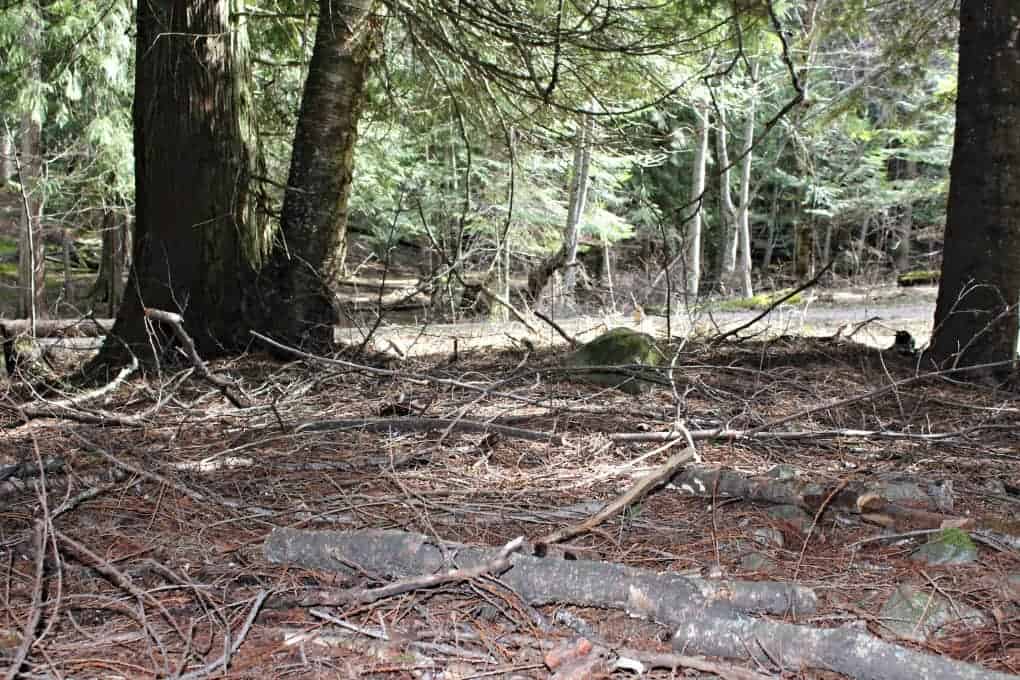 Sticks to clean up from pruning 