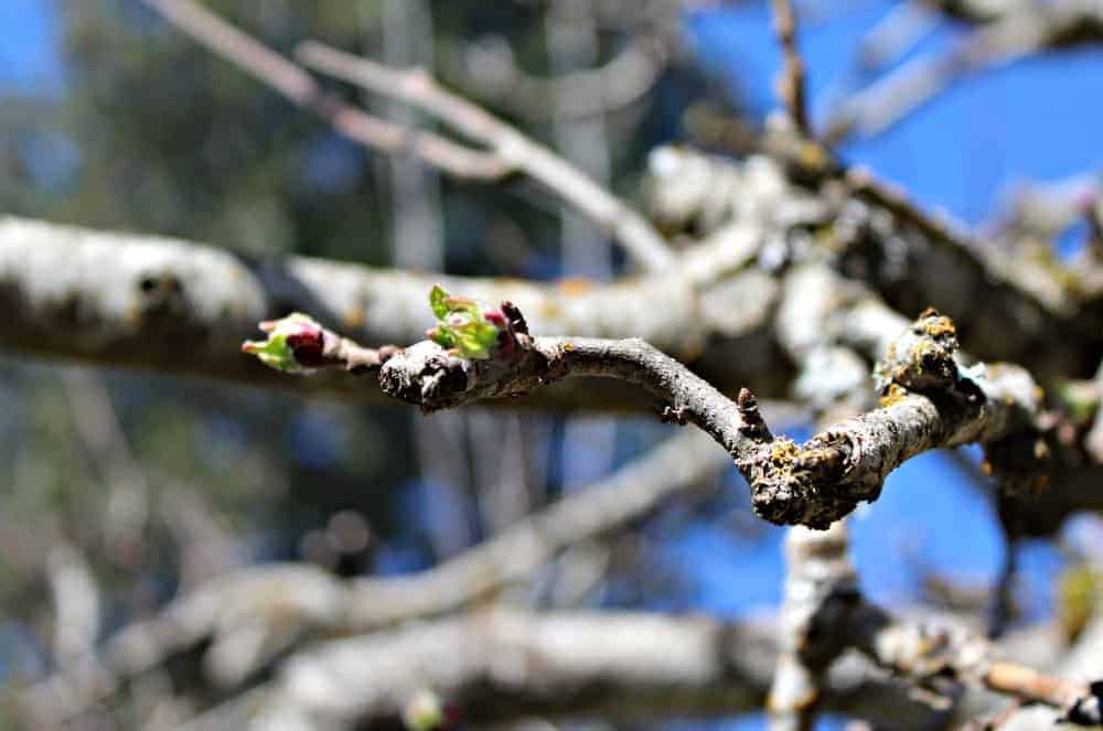 New leaves starting to sprout off a branch of an apple tree.