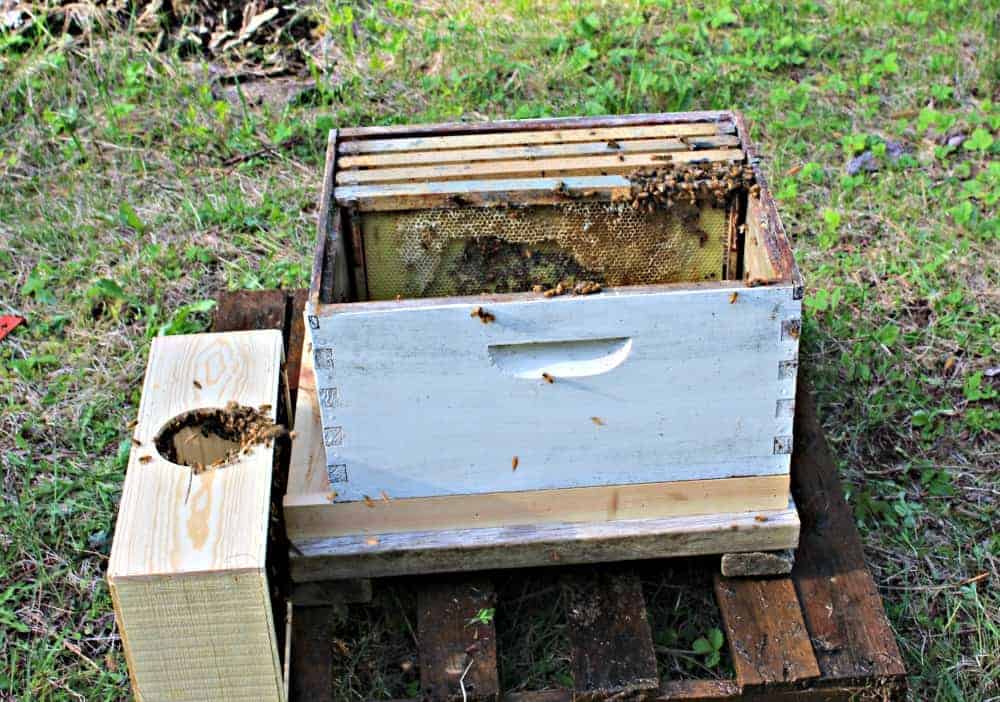 A wooden hive with the lid off the hive an d a new box of bees next to the hive.