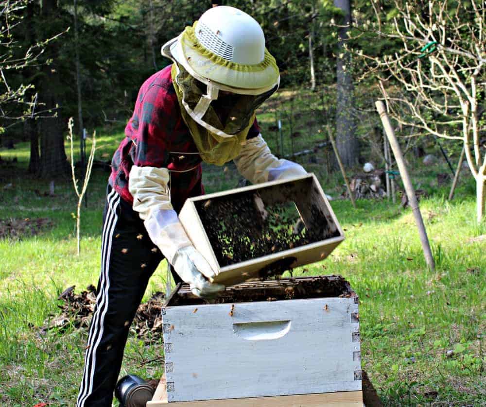 Adding new honey bees to a wooden hive.