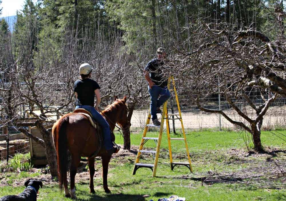 A girl on a horse talking to a man on a yellow ladder by an apple tree.