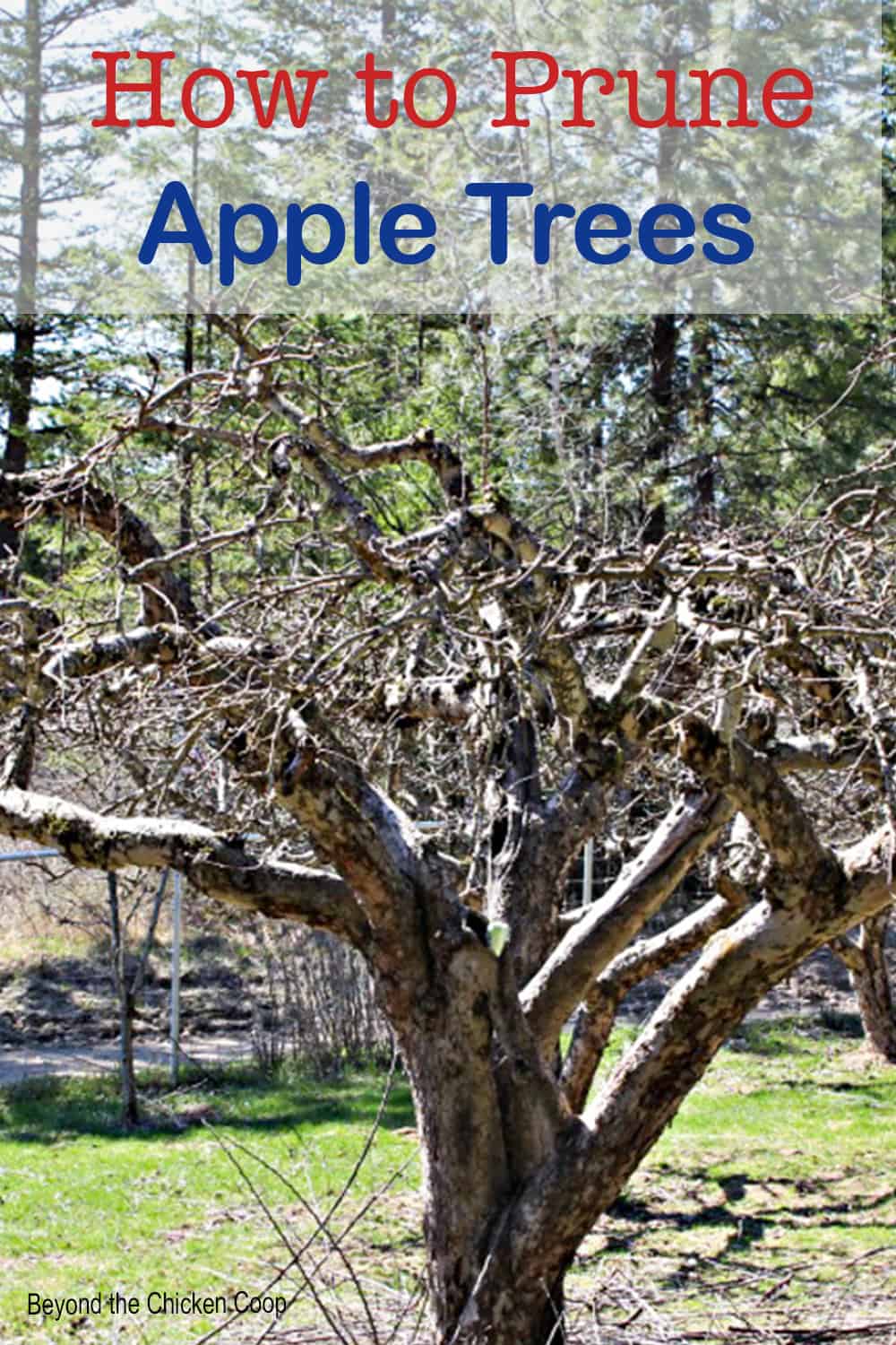 How To Prune Apple Trees In California
