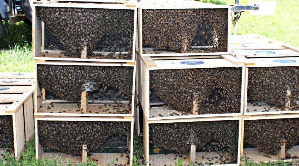 Several boxes of honey bee nucs.