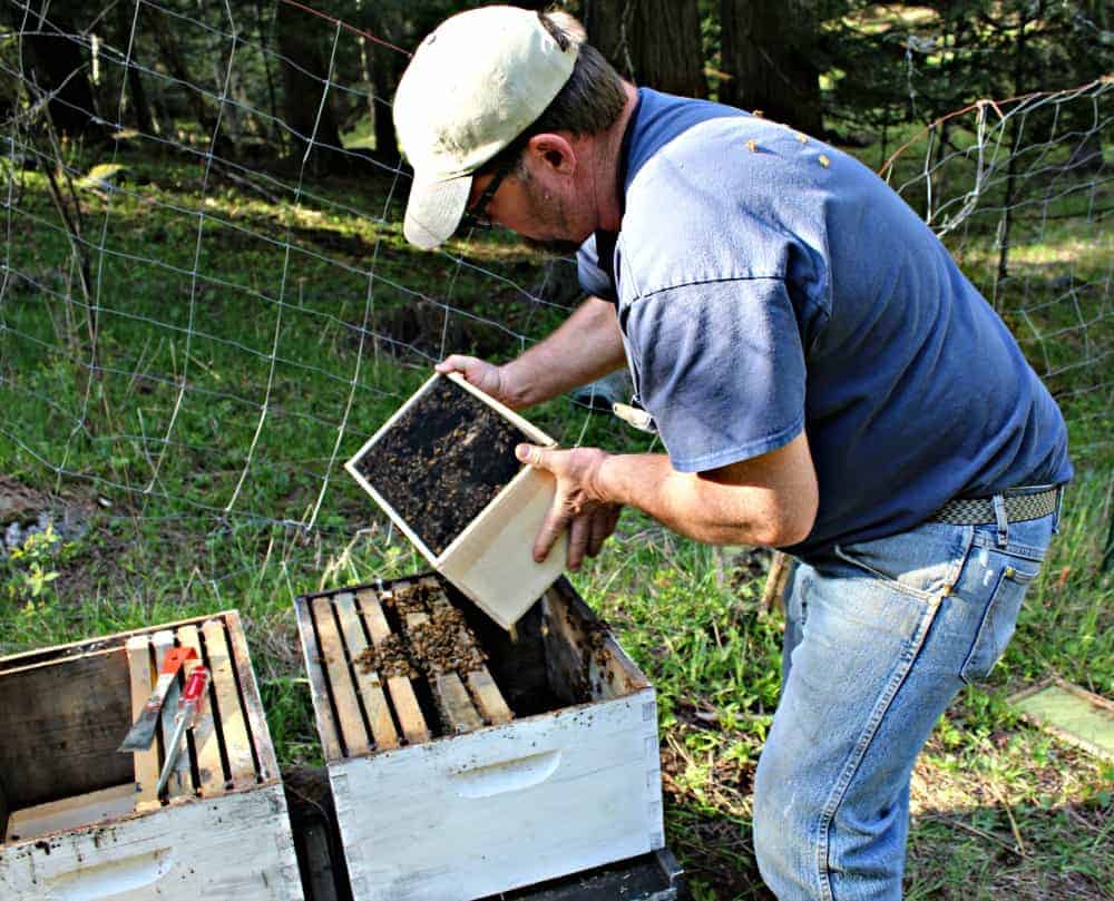Pouring honey bees into a bee hive.