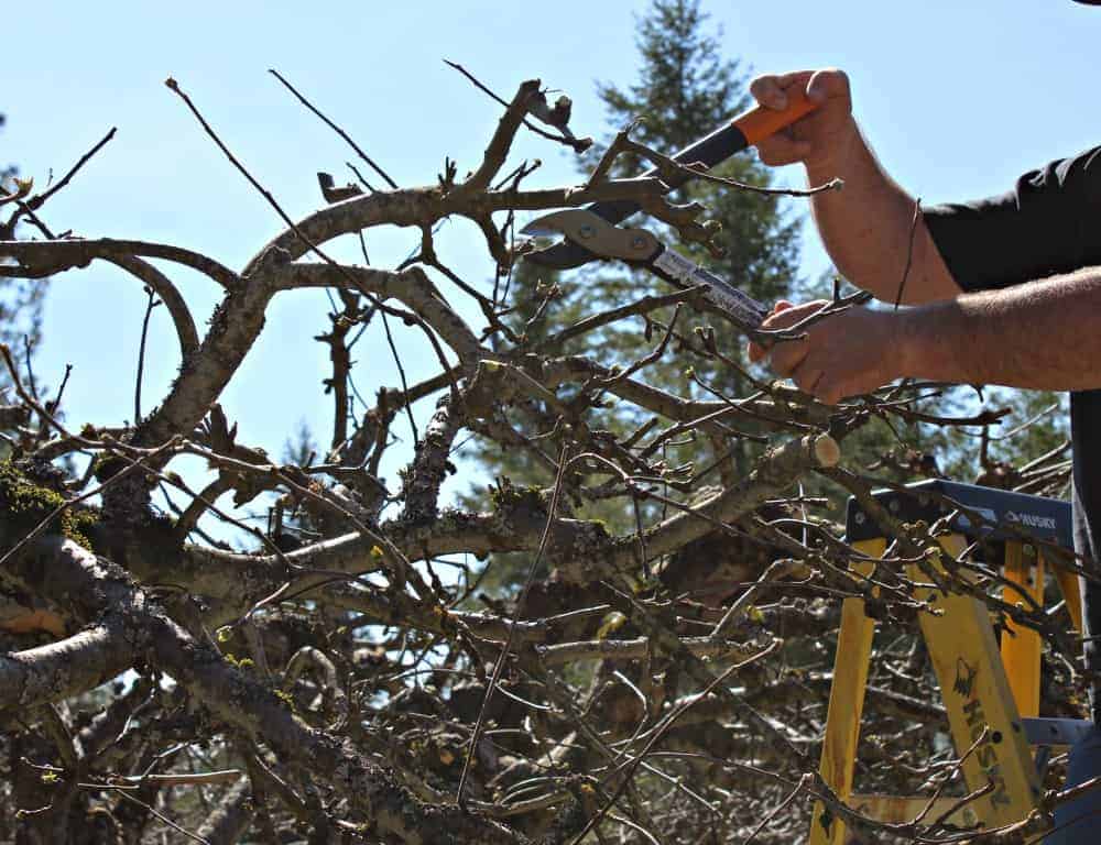Trimming an old apple tree from the top of a ladder.