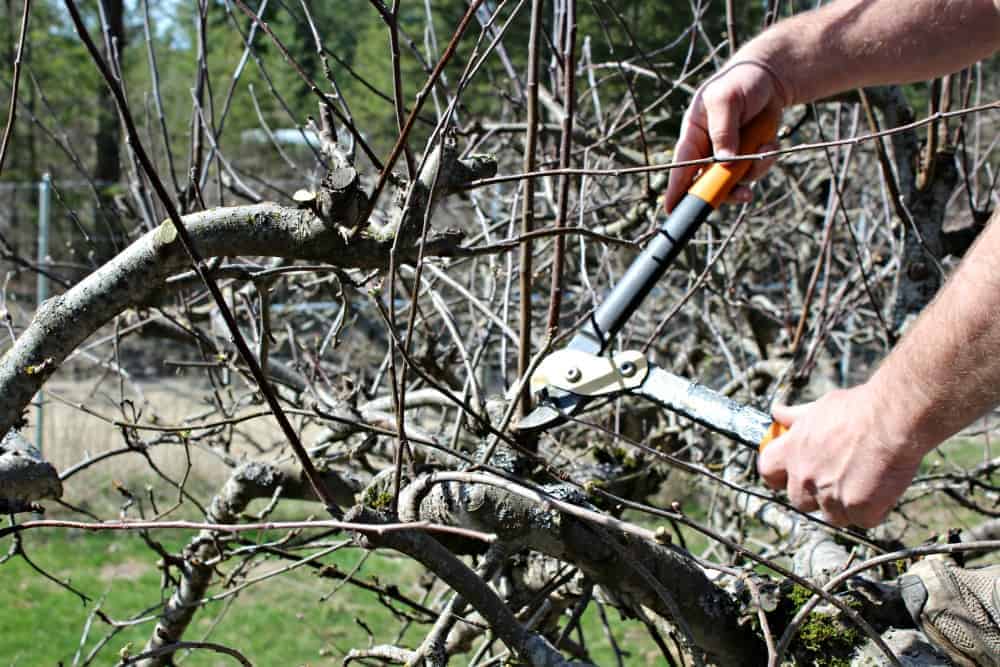 Pruners cutting new growth off an apple tree.