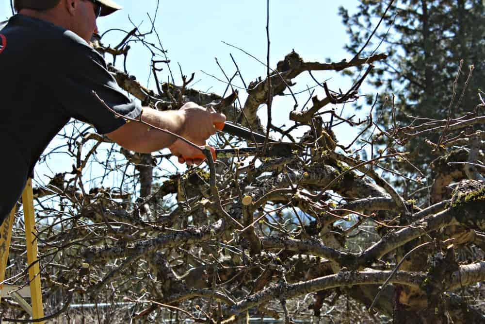 Clipping branches off an old tree.