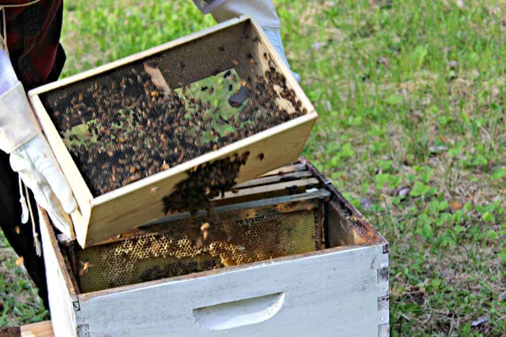 Shaking the package of honey bees into a hive box.