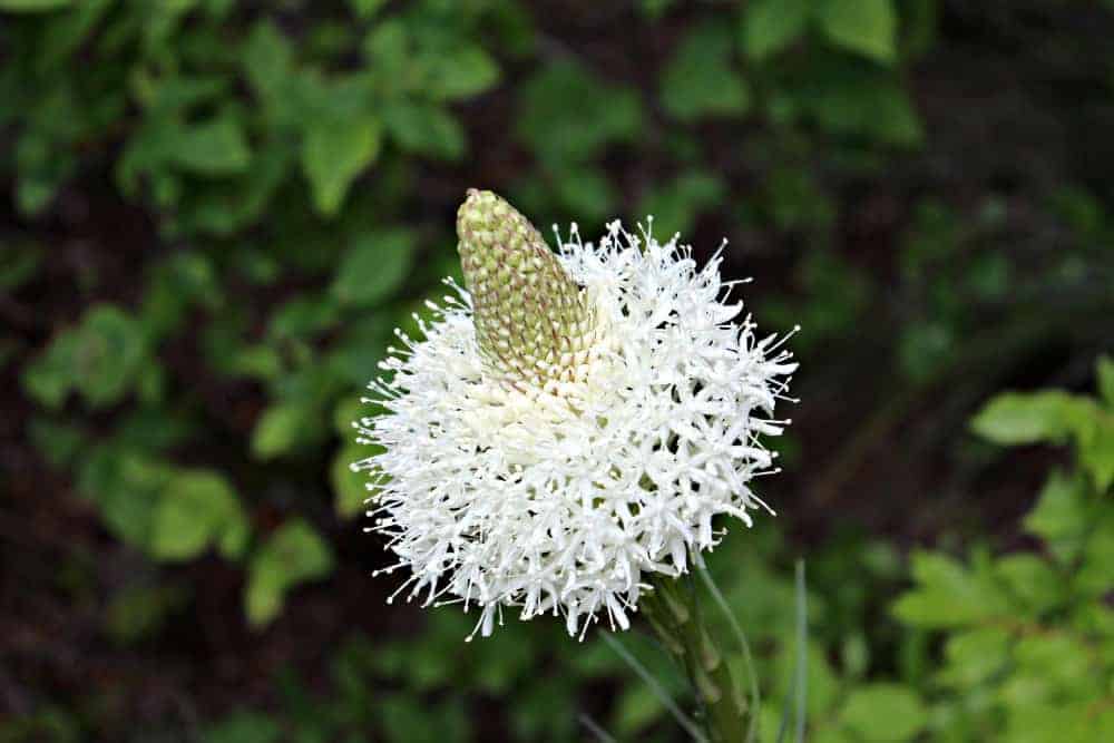 A white flower growing in the forest.