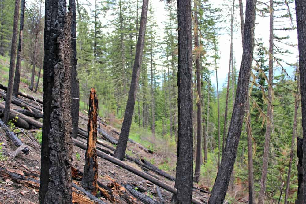 Burned forest area with green trees in the background.