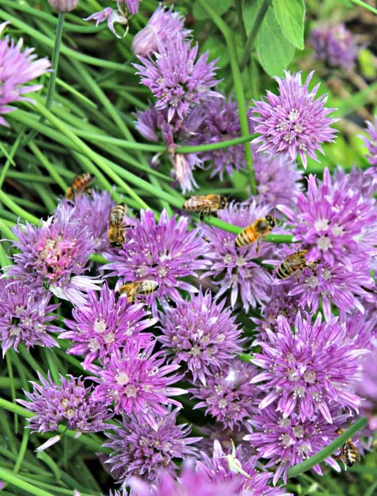 A cluster of purple flowers covered with honey bees.