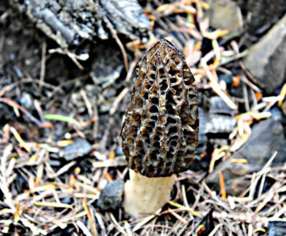 A morel growing in rocking soil. 