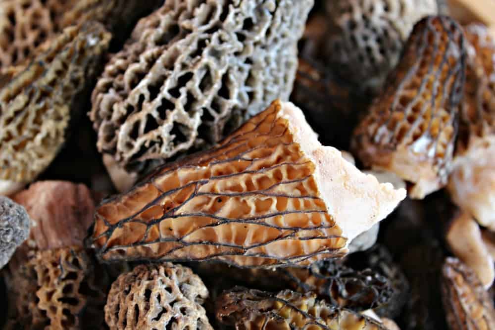 A closeup shot of wild morel mushrooms.