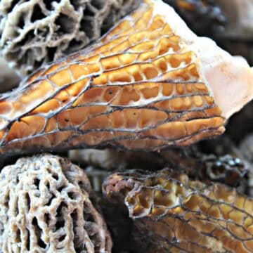 Different colored wild morel mushrooms all piled together.