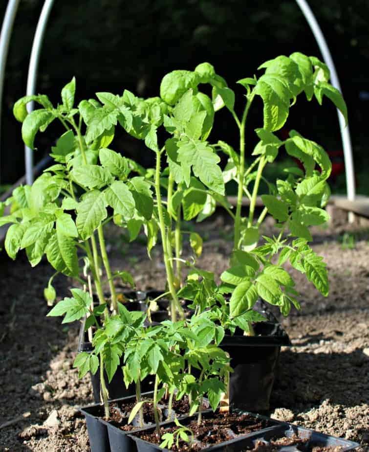 Tomato plants outside sitting on a garden bed.