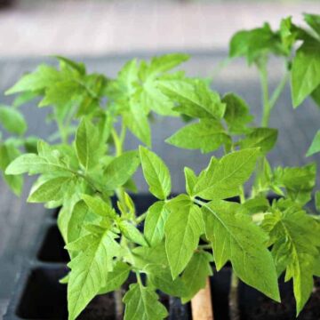 Green tomato plants in a seedling tray.