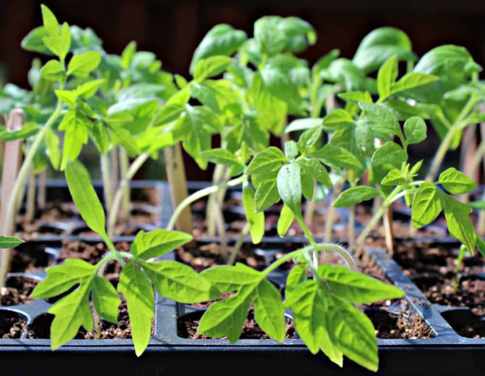 A tray full of young tomato plants.