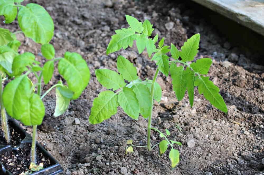 A young tomato plant planted in a garden.