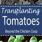 Tips on transplanting tomatoes.