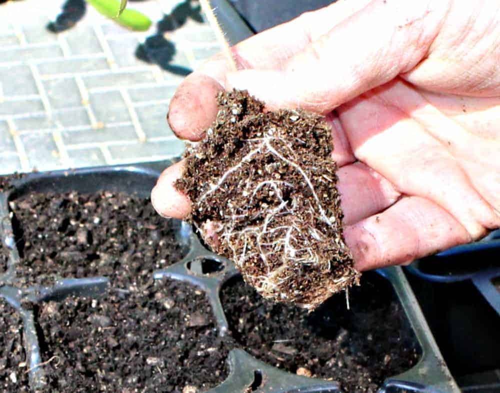 A tomato transplant with soil and roots. 