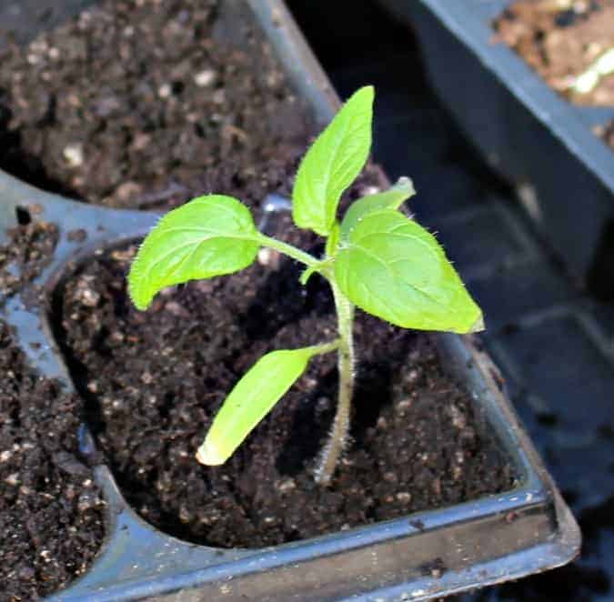 A tomato plant with five leaves in a small planter.