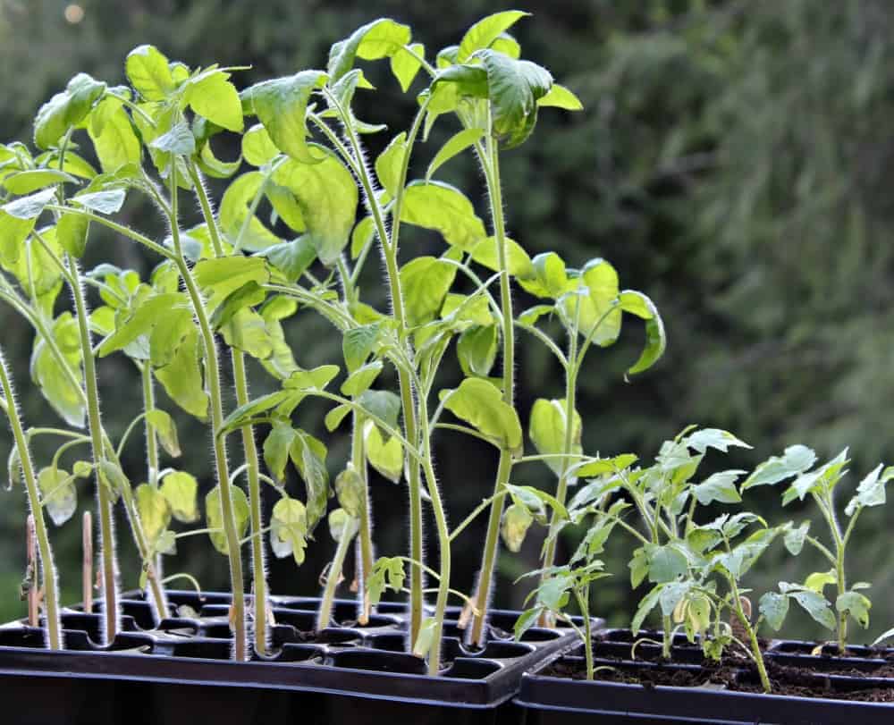 Two different sizes of tomato seedlings next to each other.