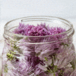 Chive blossom vinegar in a small jar
