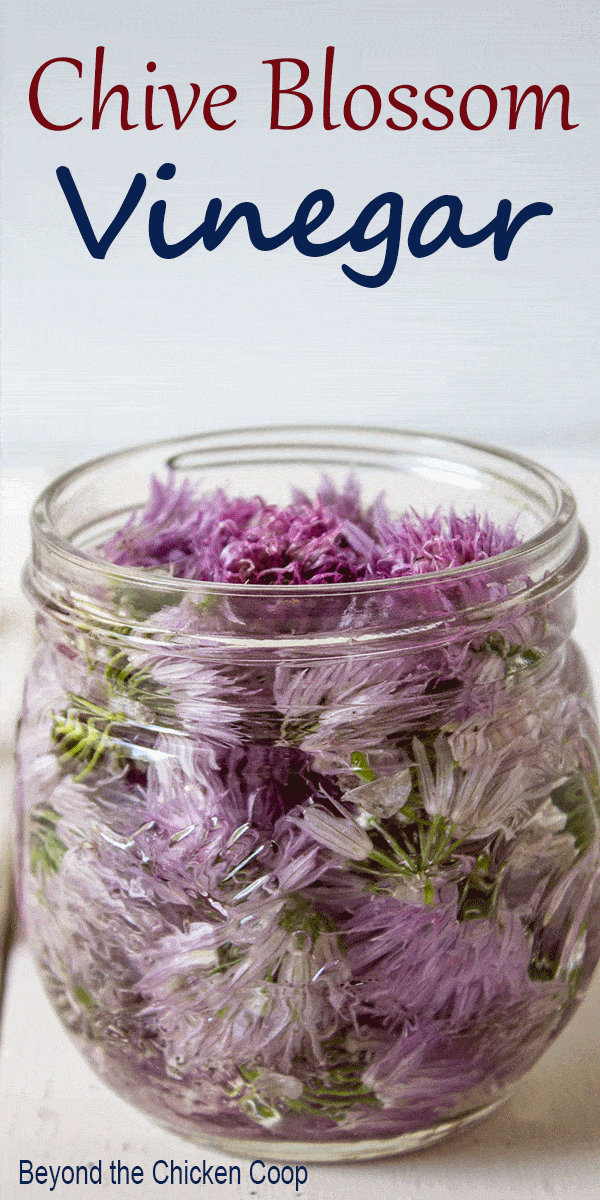 Chive blossom vinegar in a small jar