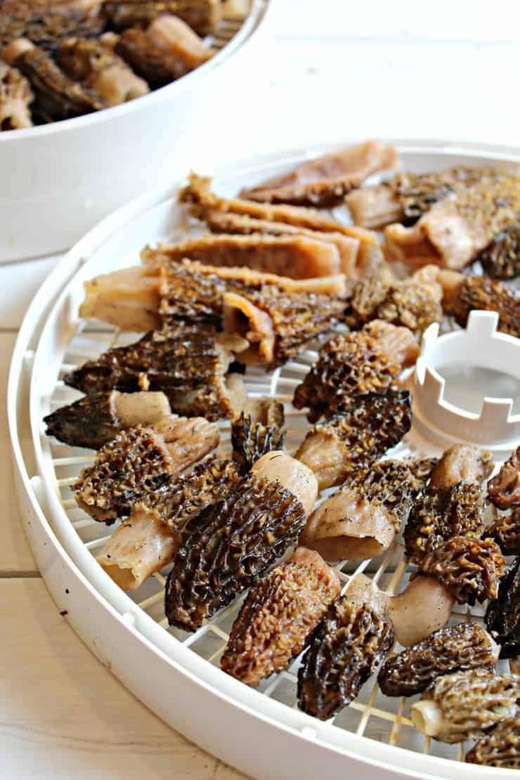 Morels on a dehydrator tray.