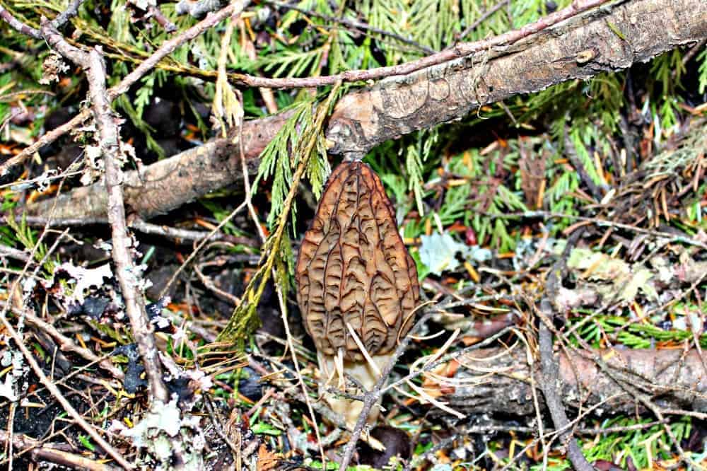 Wild mushroom growing alongside branches and cedar needles. 