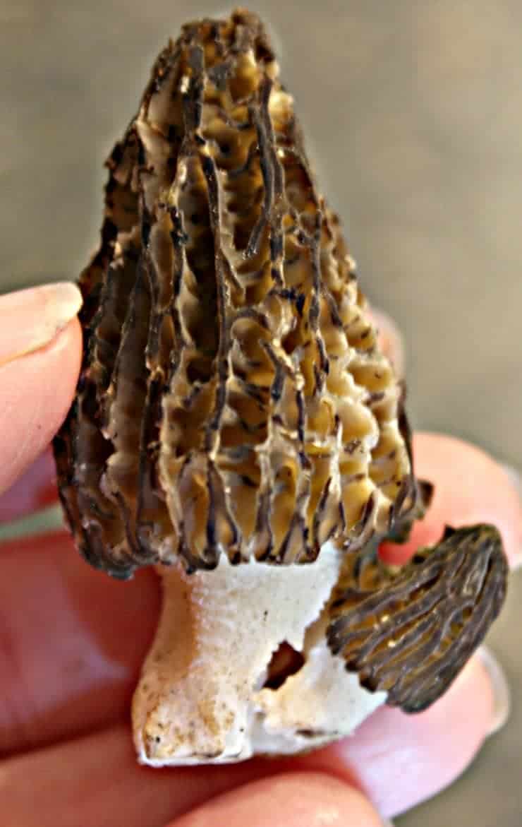 A wild morel mushroom with a mini mushroom attached to it. 
