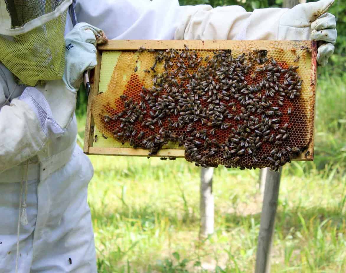 A frame filled with honey bees, comb and honey. 