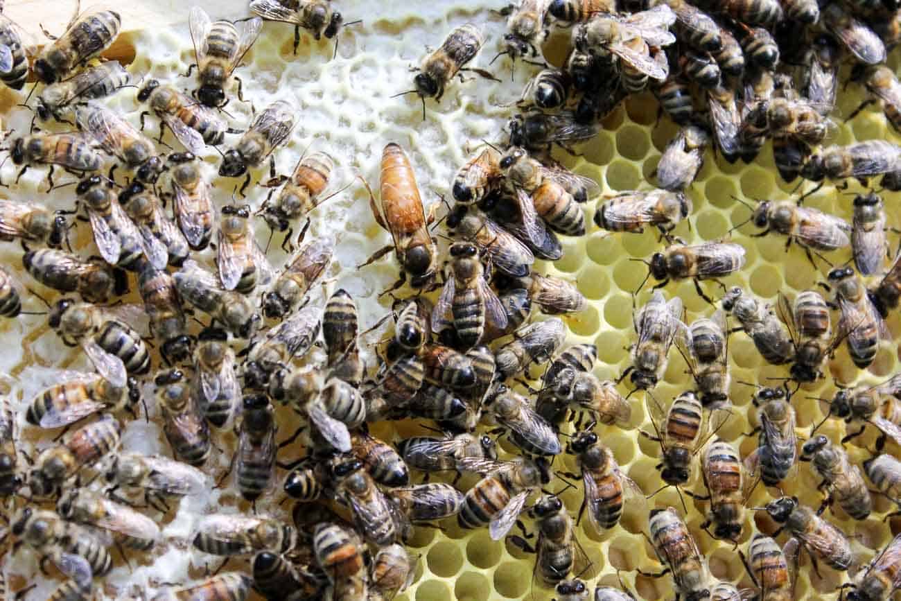 The queen bee on a bee hive frame.