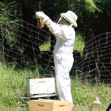 Checking a bee hive.