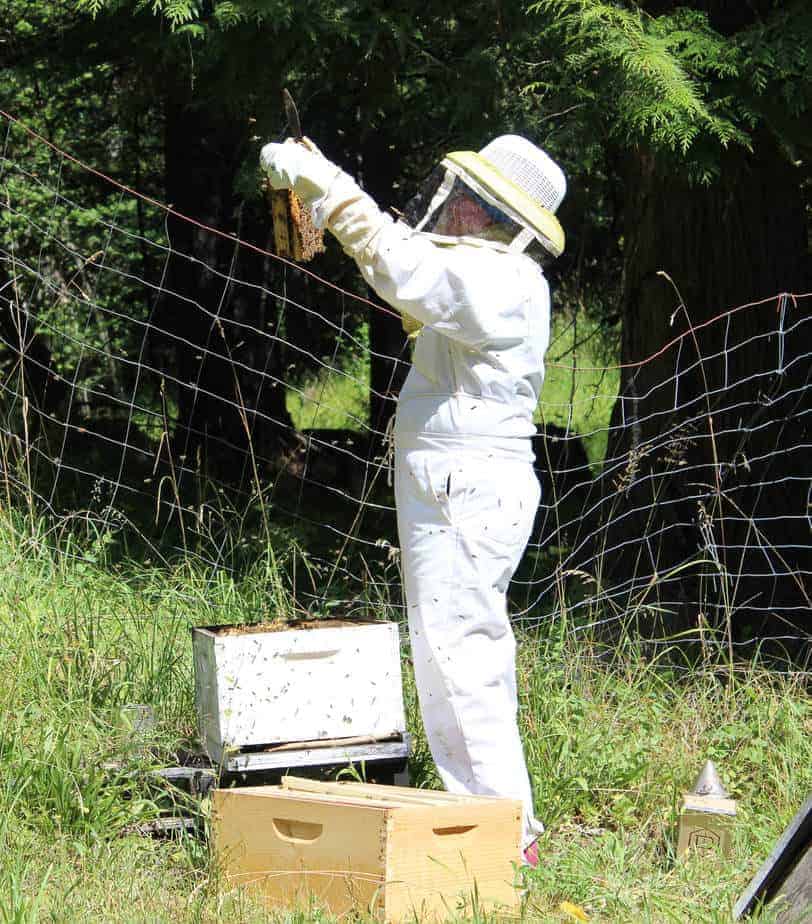 Examining a bee hive while dressed in a bee suit.