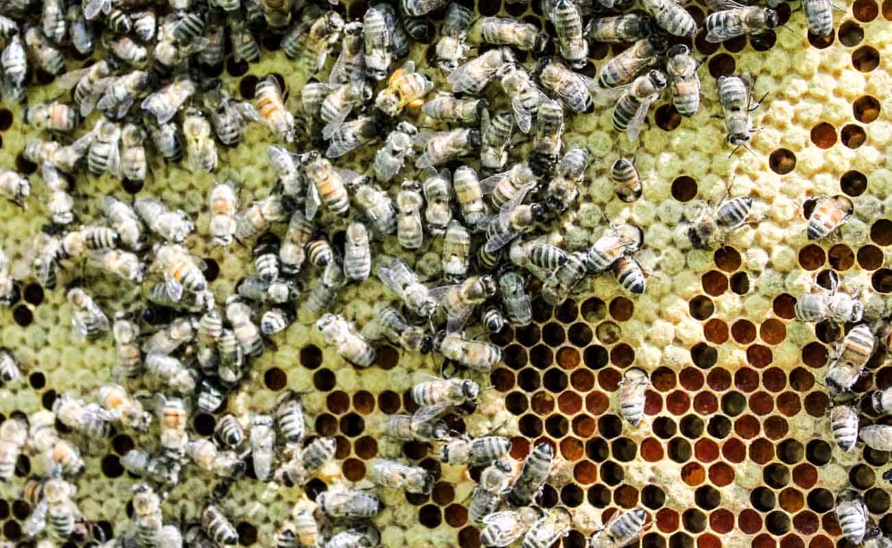 Honey Bees and Larva on a frame.