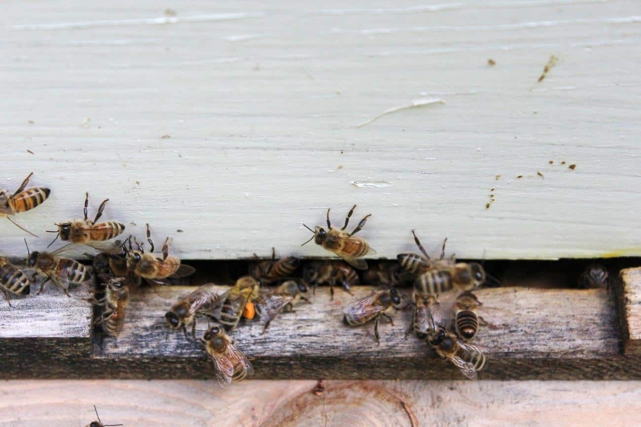 Honey bees on the outside of a bee hive. 