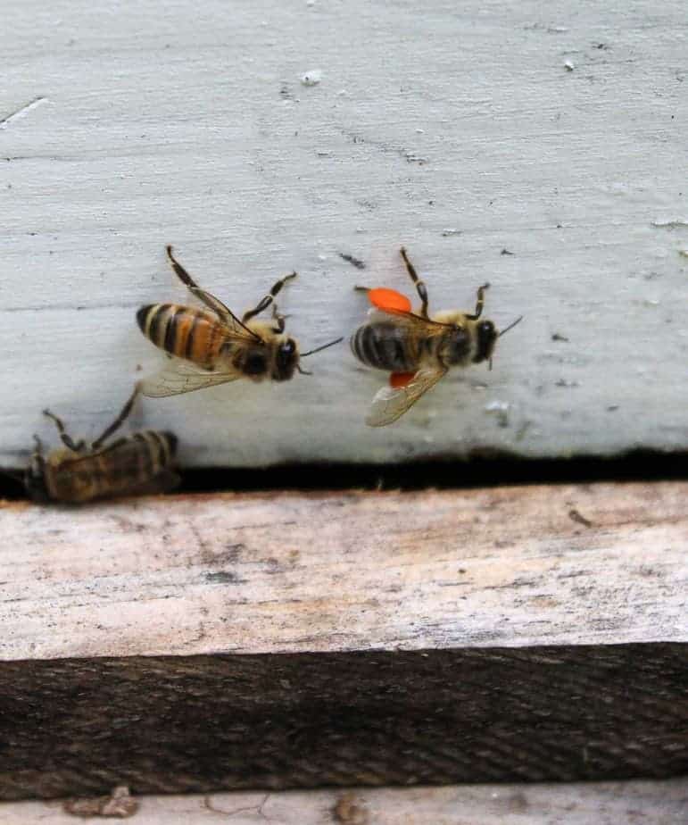 A bee covered with orange pollen.