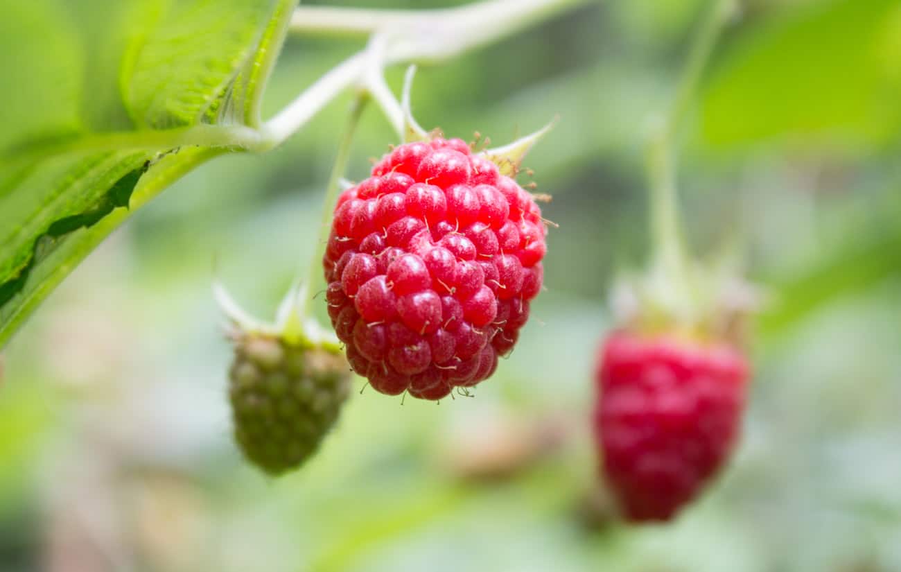 Fresh raspberries growing on a raspberry plant.