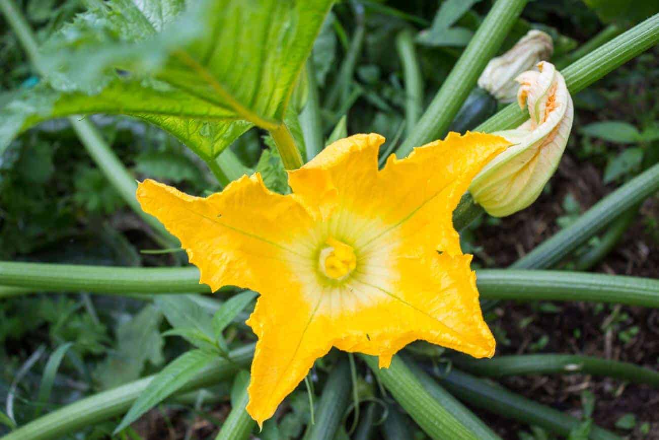 A zucchini flower growing on a plant in the garden.