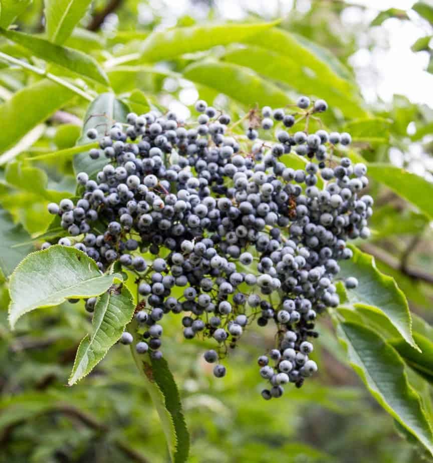 Elderberries growing on a tree.