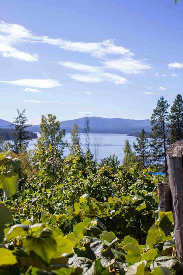 View of a lake over the top of grape vines.