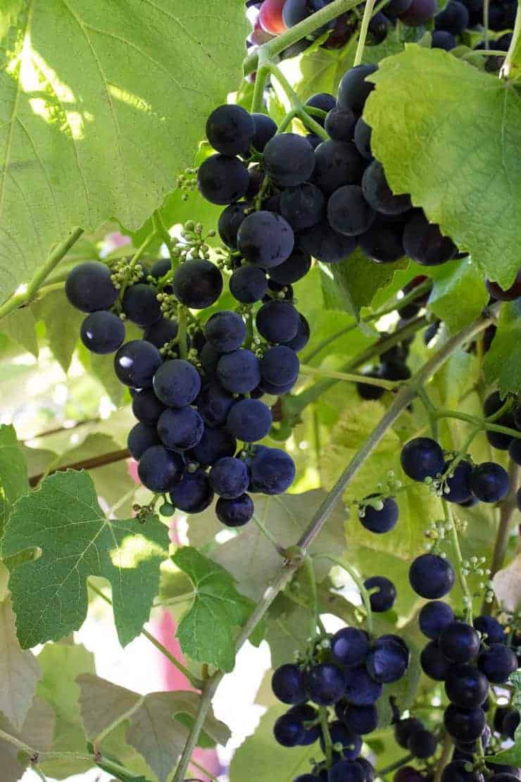Concord grapes growing on the underside of the grape leaves.
