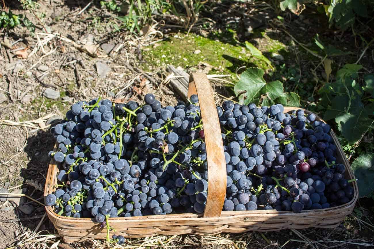 Concord Grapes piled in a basket.