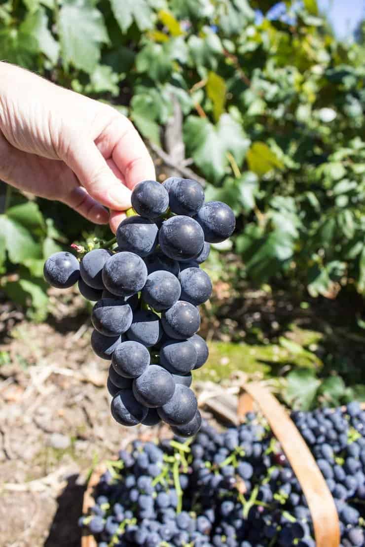 Freshly picked concord grapes being held in front of a basket of grapes.